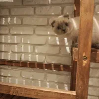 گربه اسکاتیش خاص