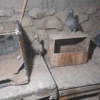 کبوتر پلاکی دورگ|پرنده|بهبهان, |دیوار