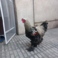 فروش خروس شش ماهه برهما اصل