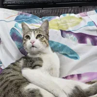 گربه|گربه|بهبهان, |دیوار