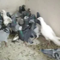 کفتر پلاکی|پرنده|شیراز, سعدیه شمالی|دیوار