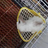 بچه خرگوش مینی لوپ لپ مینیاتوری اموزش دیده|موش و خرگوش|مشهد, هفده شهریور|دیوار