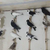 دسته کفتری (کبوتر)پرشی|پرنده|مرودشت, کوشک|دیوار
