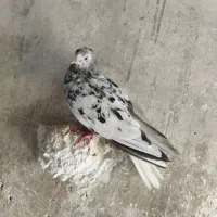 ماده سرور دم سفید