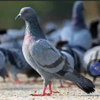 یک عدد کبوتر پیدا شده