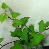 پیچک با گلدون