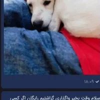 حیوون به شدت تمیز و رایگان