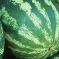 میوه درجه یک و تازه