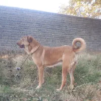 واگذاری ماده پژدر درجه یک سالم با سابقه زایمان|سگ|زنجان, |دیوار