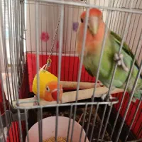 کوتوله برزیلی|پرنده|زواره, |دیوار