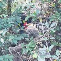 اصلاندوز|پرنده|اصلاندوز, |دیوار