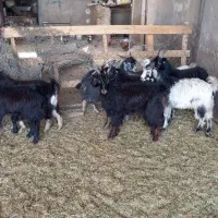 گوسفندزنده همراه باقصاب|حیوانات مزرعه|پاکدشت, پاکدشت (مامازند)|دیوار