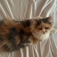 قفسه ی دکور ۴ تایی کف ایینه