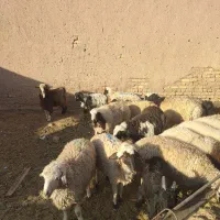 بره بز گوسفند چپش بزغاله میش شیشک گاو گوساله|حیوانات مزرعه|اصفهان, آزادان|دیوار