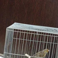 قناری سبز|پرنده|شیراز, کوشک میدان|دیوار