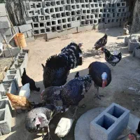 بوقلمون محلی|حیوانات مزرعه|کهنوج, |دیوار