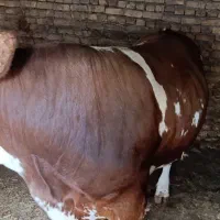 جوانه سیمینتال چاق