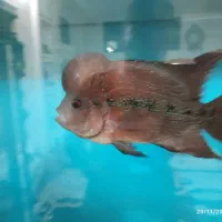 ماهی فلاور نر غول پیکر