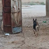 سگ ژرمن