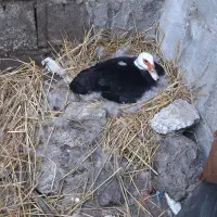 اردک اسراییلی کرک شده آماده برای نشستن روی تخم