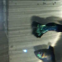 لارو فایتر و دوتا گوپی جفت