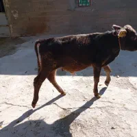 گوساله سالم وسر زنده|حیوانات مزرعه|بوکان, |دیوار