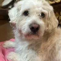 سگ گمشده|حیوانات|فلاورجان, |دیوار