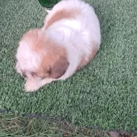 توله شیتزو تری کالر سوپر فلت|سگ|هادی شهر, |دیوار