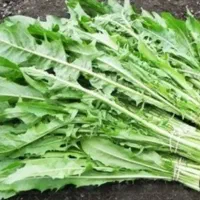 بذر کاسنی یا کاشنی برای کشت موجوده