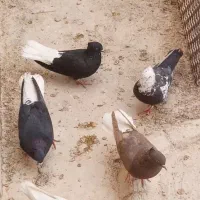 کبوتر دمسفید