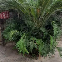 گل سیکاس