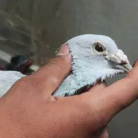 کفتر مامی گم شده