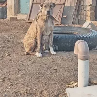 سگ دل|سگ|مشهد, پایگاه شکاری|دیوار