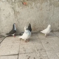 کبوتر فروش فوری