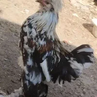 نیمچه سلطان