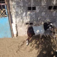 چپش|حیوانات مزرعه|جیرفت, |دیوار