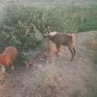 ۵عدد کهرنر بالا دوازده کیلو گوشت