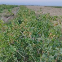 سرمایه گذاری پسته ثمری آب شیرین