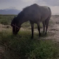 کره‌اسب