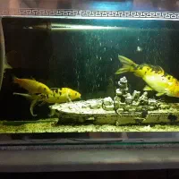 ماهی کوی|ماهی|تهران, افسریه شمالی|دیوار