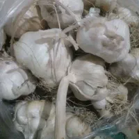 سیر خشک معطر