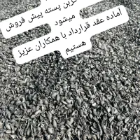 کربن پوست پسته خشک