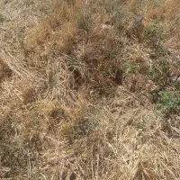 کاه لوبیا عروس