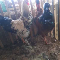 بوقلمون وخروس|حیوانات مزرعه|سنگر, |دیوار