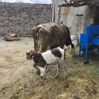 گاو شیرده سیمنتال