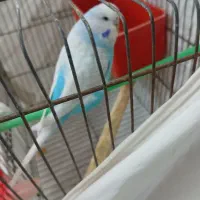 یک عدد مرغ عشق ماده انگلیسی به قیمت 1میلیون تومان