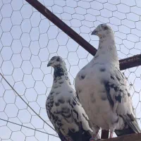 نرو ماده گلی بزک