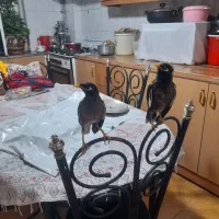 مرغ مینا سخنگو رخ در رخ پرو وراج به شرط|پرنده|تهران, استاد معین|دیوار