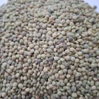 فروش عدس محلی سرحد خوش پخت|خوردنی و آشامیدنی|شیراز, آزادی|دیوار