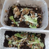 حلزون آلبینو|خزنده|کرج, کرج نو|دیوار